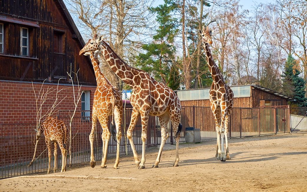 Giraffes walking in an enclosure at Wroclaw Zoo.