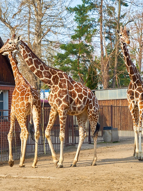 Giraffes walking in an enclosure at Wroclaw Zoo.