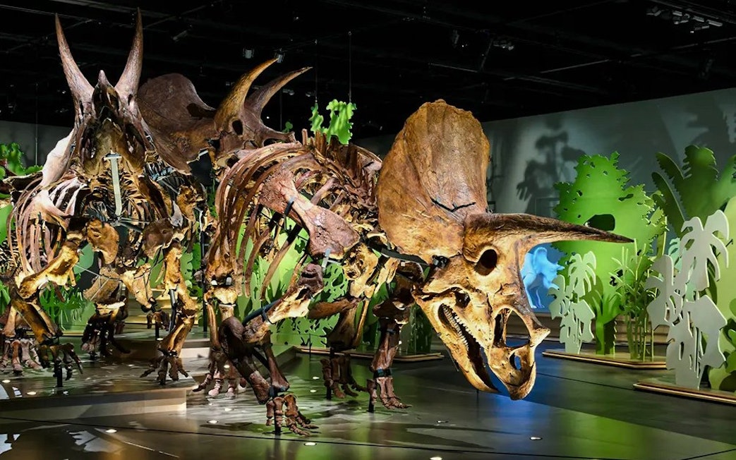 Dinosaur skeleton exhibit at National History Museum Abu Dhabi.