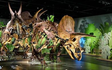Dinosaur skeleton exhibit at National History Museum Abu Dhabi.