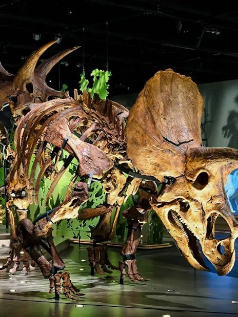 Dinosaur skeleton exhibit at National History Museum Abu Dhabi.