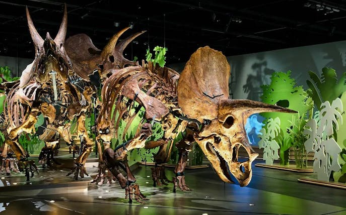 Dinosaur skeleton exhibit at National History Museum Abu Dhabi.