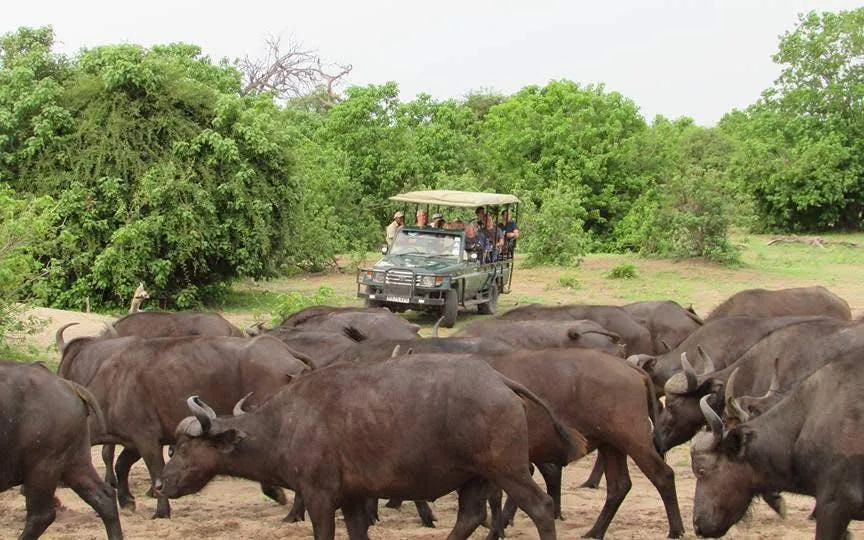 Safari vehicle observing buffalo herd in Chobe National Park.