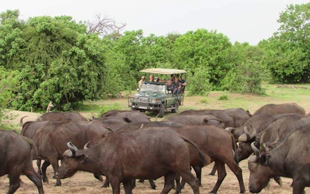 Chobe National Park Guided Game Drive and River Safari with Lunch and Transfers
