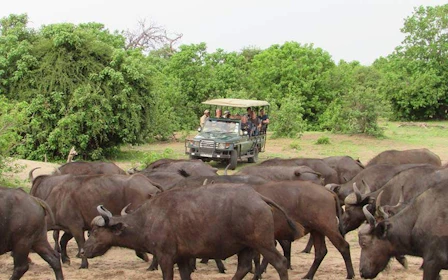 Chobe National Park Guided Game Drive and River Safari with Lunch and Transfers