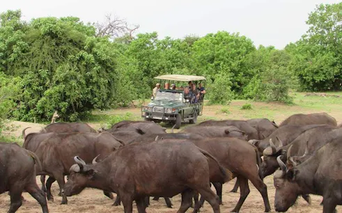 Safari vehicle observing buffalo herd in Chobe National Park.