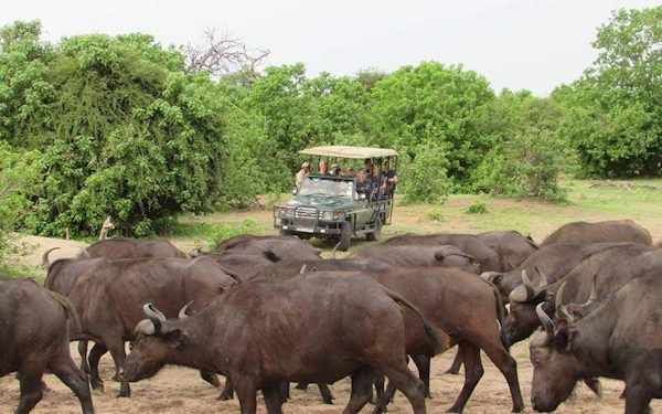 Chobe National Park Guided Game Drive and River Safari with Lunch and Transfers
