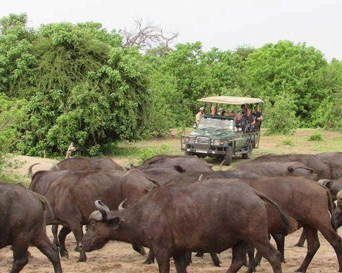Chobe National Park Guided Game Drive and River Safari with Lunch and Transfers