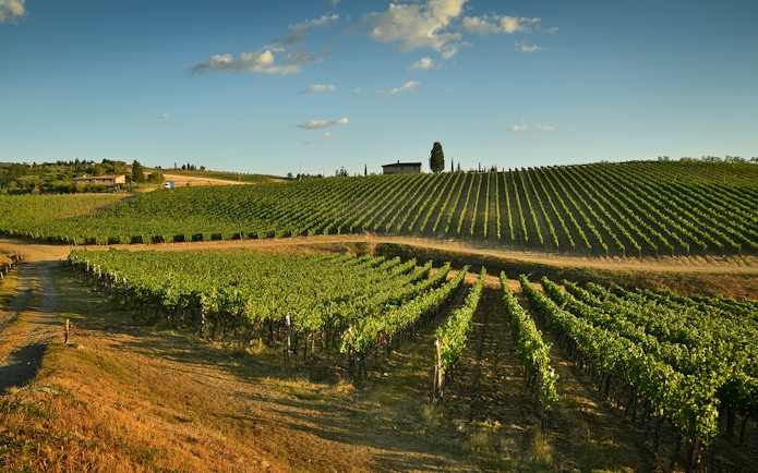 Chianti vineyard landscape with rows of grapevines under a clear sky.