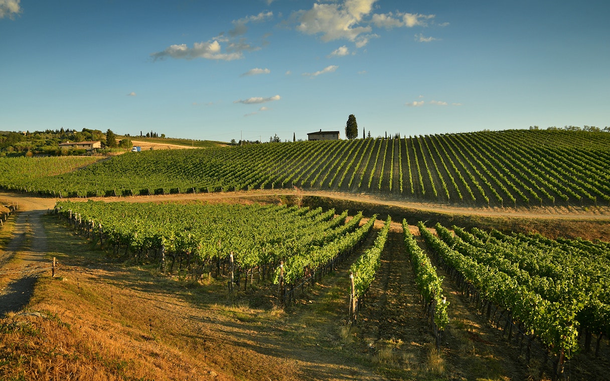 Chianti vineyard landscape with rows of grapevines under a clear sky.