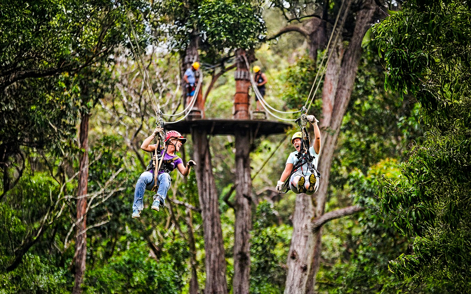 Guests ziplining through lush forest on the Kohala Zip & Dip tour in Hawaii.