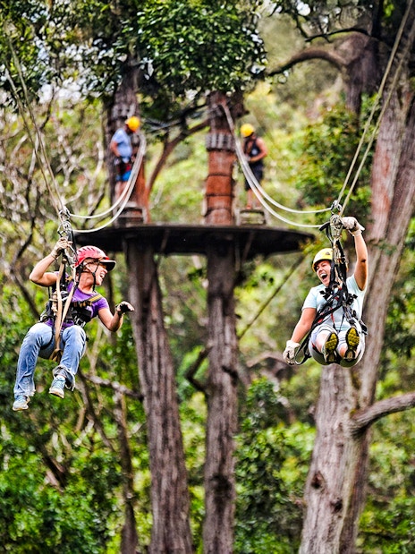 Guests ziplining through lush forest on the Kohala Zip & Dip tour in Hawaii.