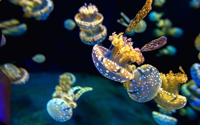 Jellyfish swimming in the Genoa Aquarium exhibit.