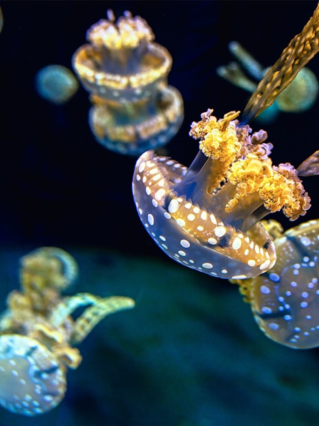 Jellyfish swimming in the Genoa Aquarium exhibit.