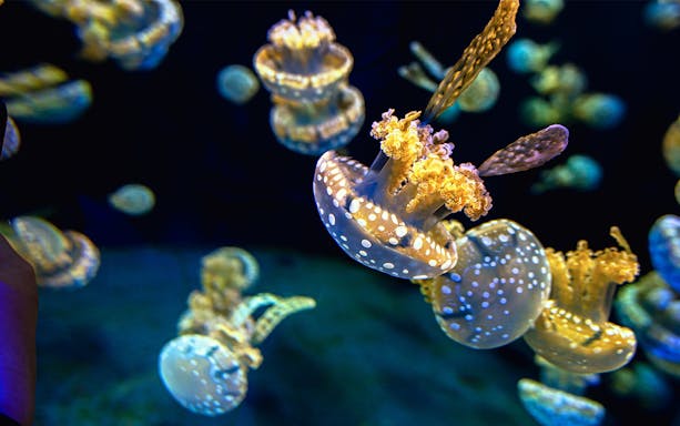Jellyfish swimming in the Genoa Aquarium exhibit.