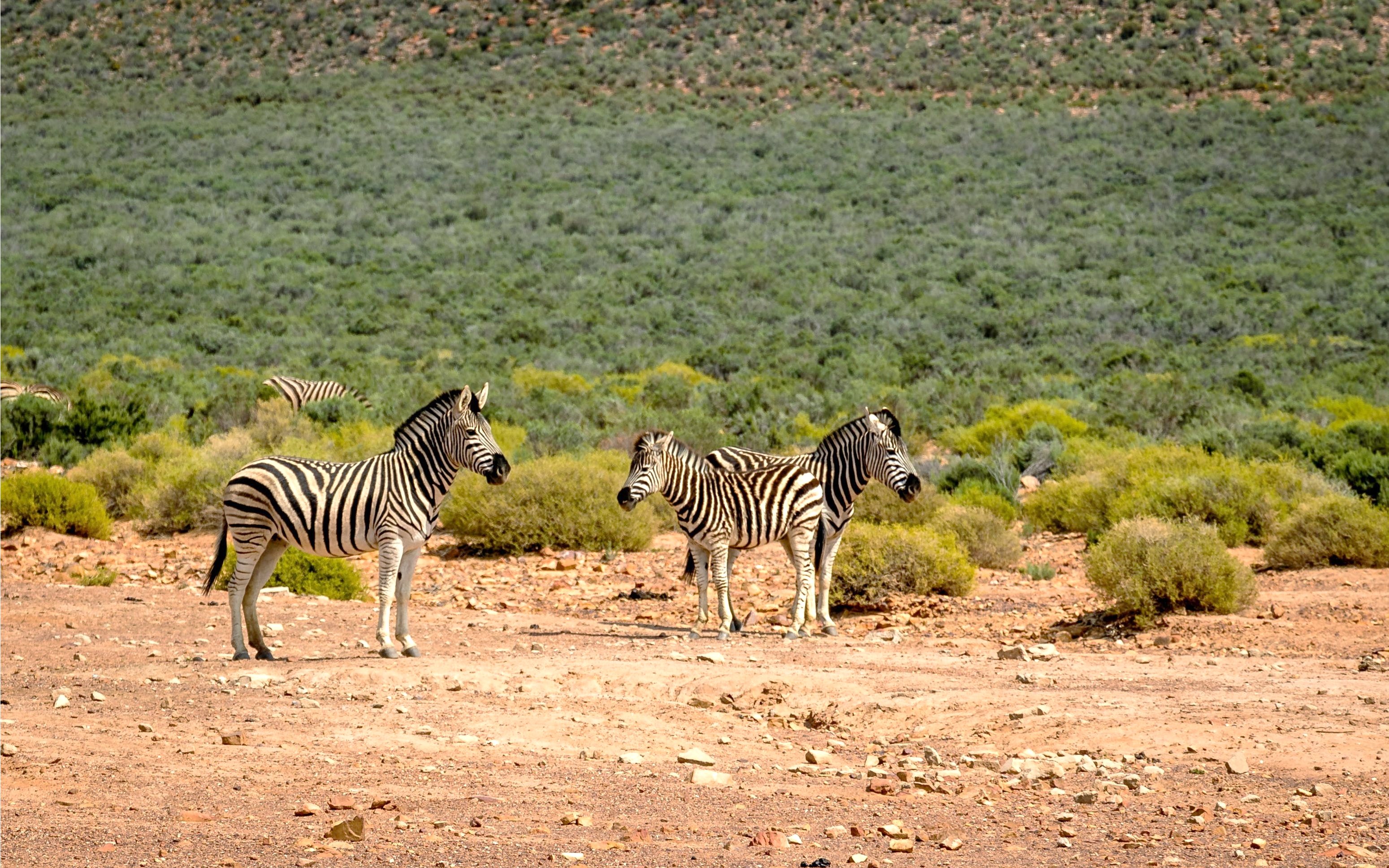 Zebras grazing in the wild at Aquila Safari, South Africa.
