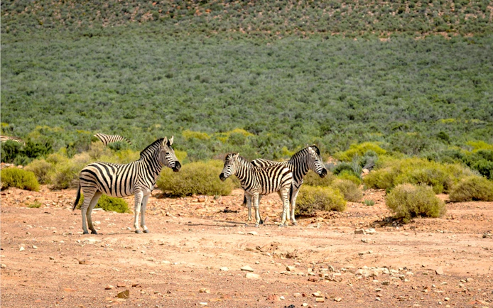 Zebras grazing in the wild at Aquila Safari, South Africa.