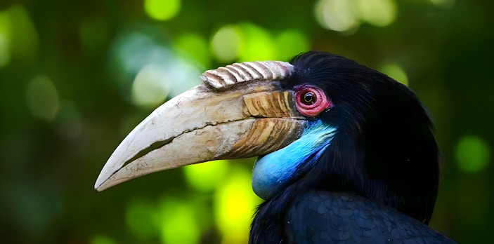Female wreathed hornbill with distinctive casque and colorful plumage.