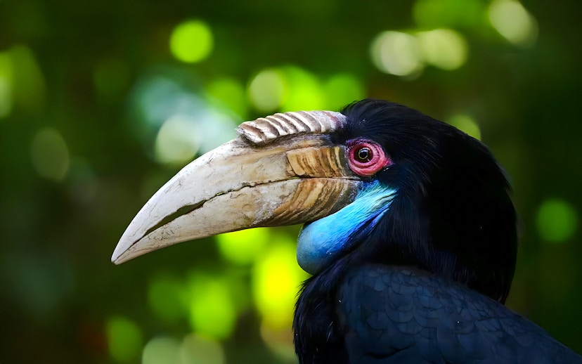 Female wreathed hornbill with distinctive casque and colorful plumage.