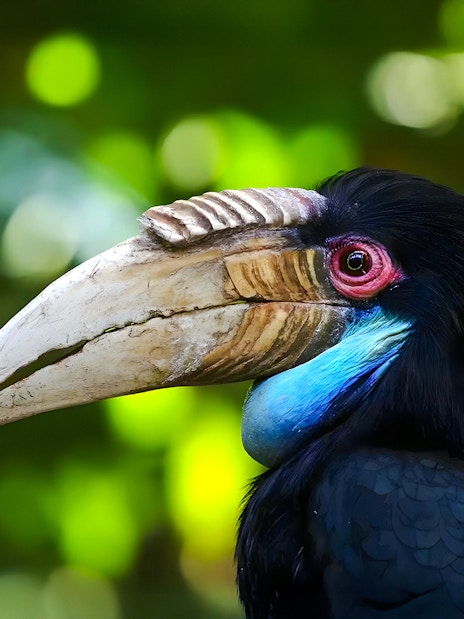Female wreathed hornbill with distinctive casque and colorful plumage.