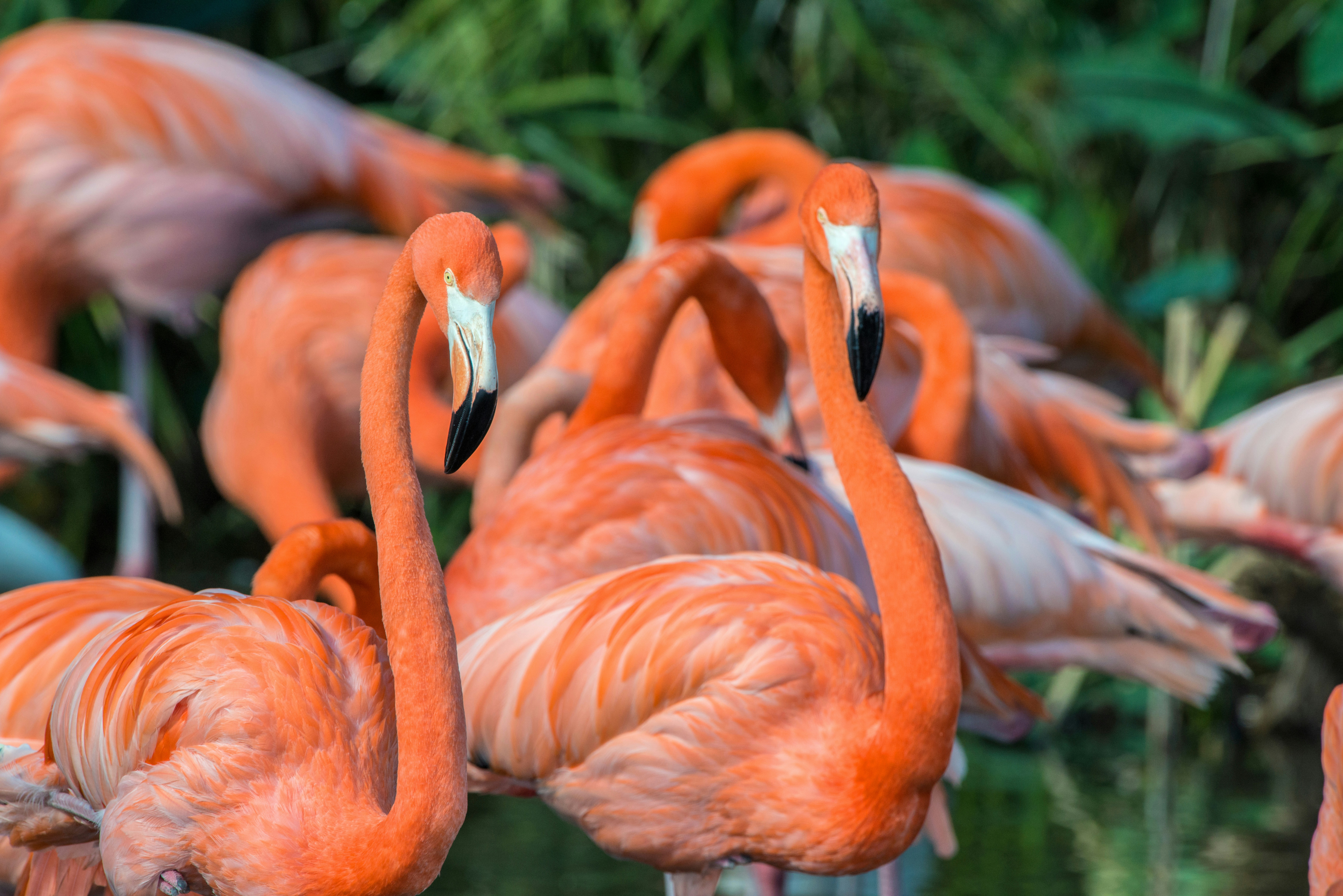 Flamingos at Gatorland