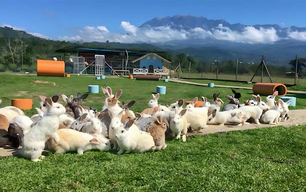 Rabbits at Ranau Rabbit Farm with Mount Kinabalu in the background, part of guided day tour.