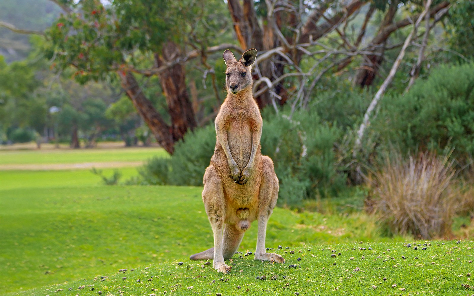 Eastern Grey Kangaroo grazing on Anglesea Golf Course, Australia.