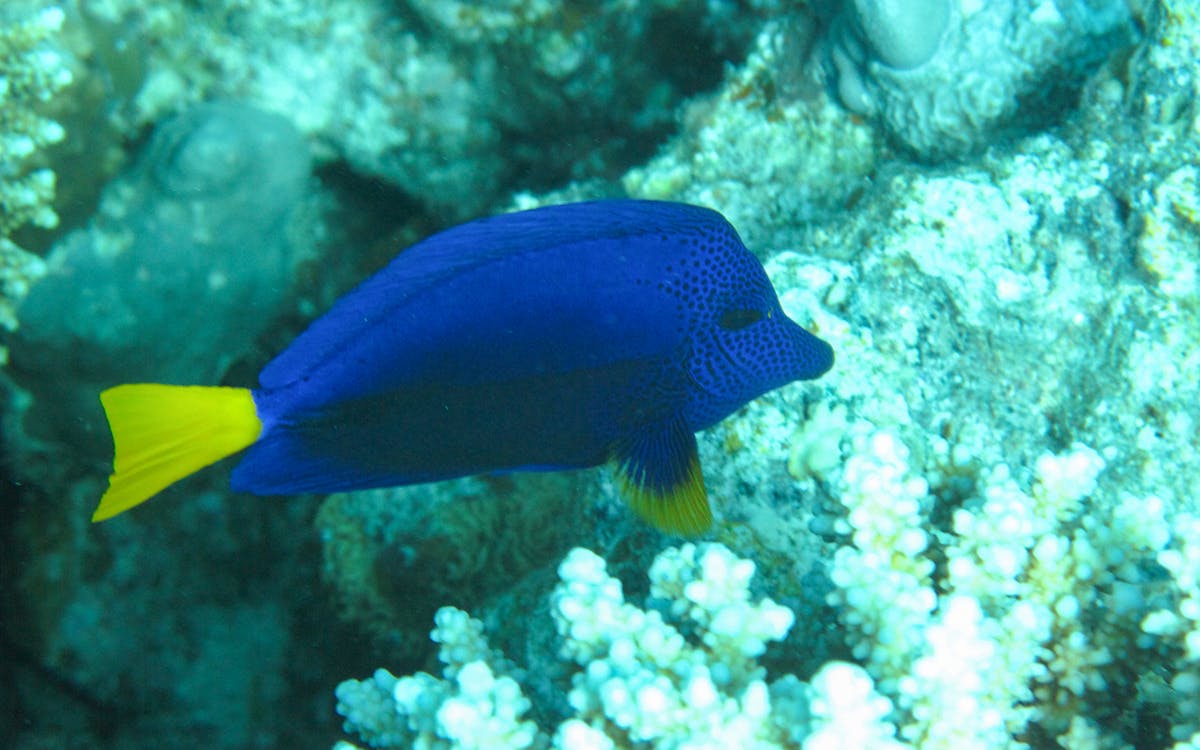 3-hour private speedboat tour to dolphin house with transfers from hurghada-6 3-hour private speedboat tour to dolphin house with transfers from hurghada-6
