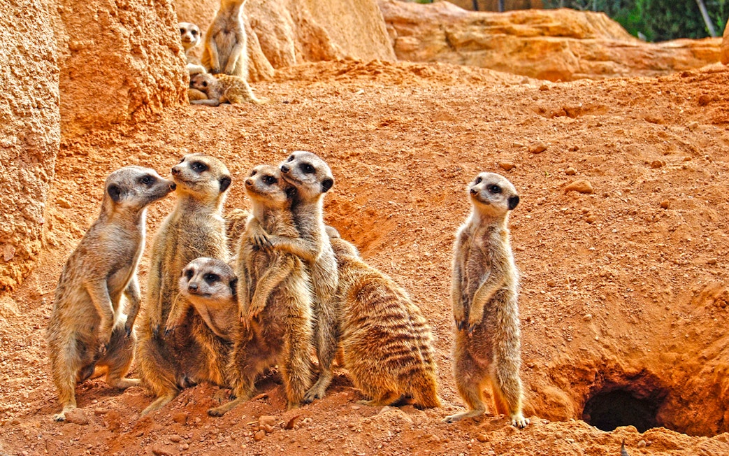 Meerkats standing on rocky terrain at Bioparc Valencia.