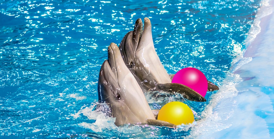 Dubai Dolphinarium