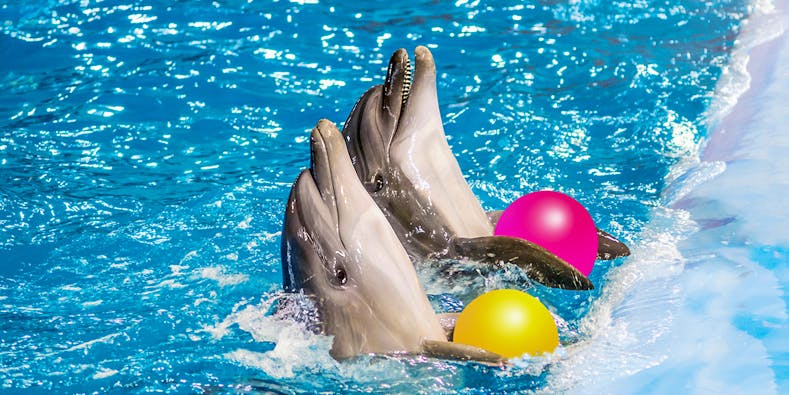 Dubai Dolphinarium