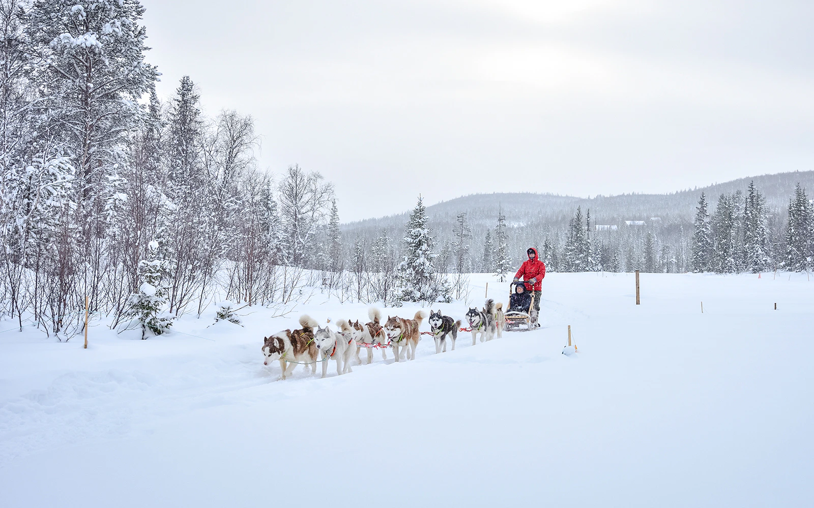 Husky dog sledding through snowy forest in Lapland.