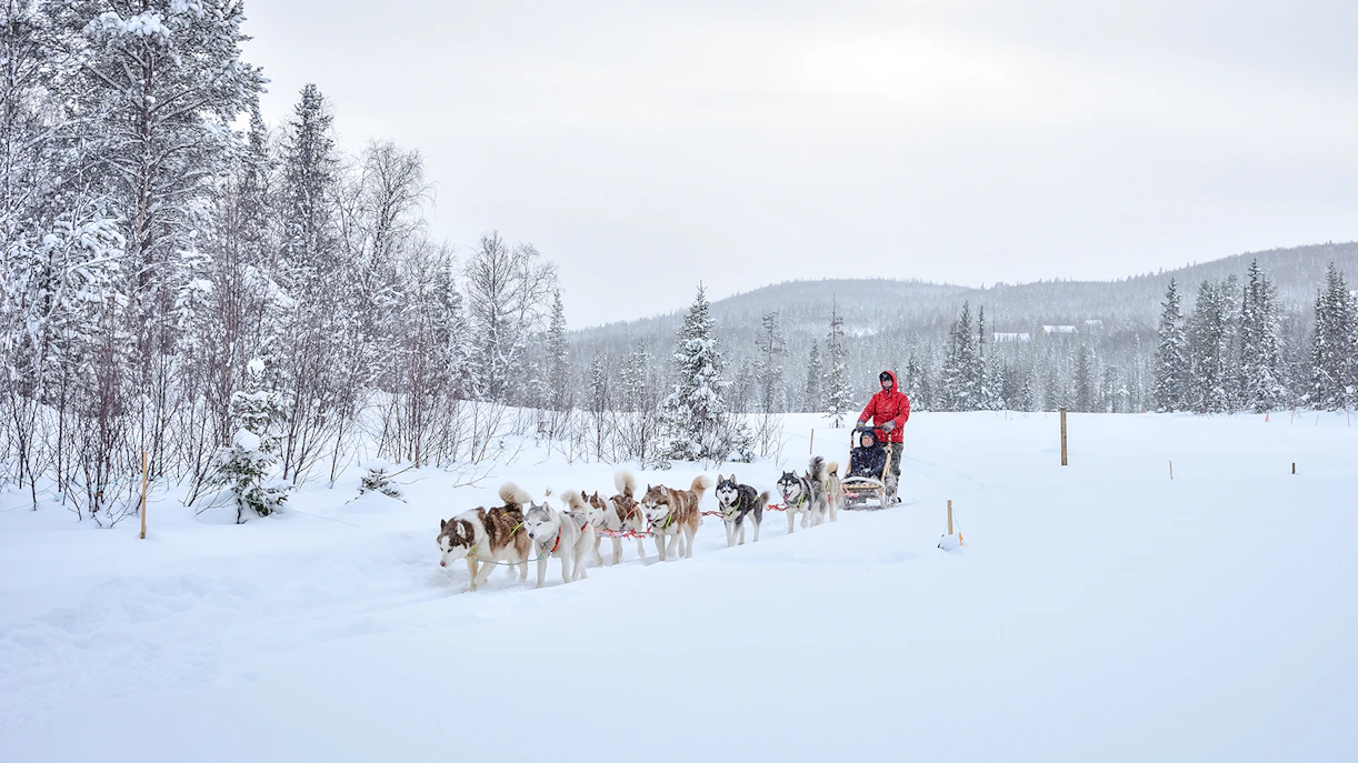 Husky dog sledding through snowy forest in Lapland.