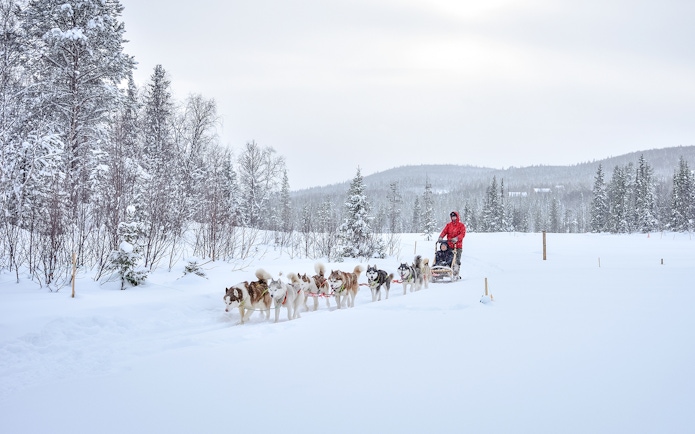 Husky dog sledding through snowy forest in Lapland.