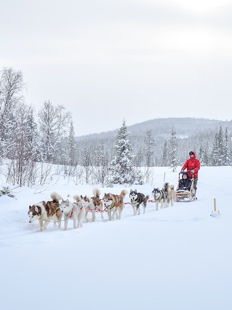 Husky dog sledding through snowy forest in Lapland.
