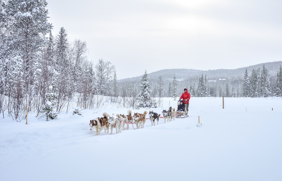 Husky dog sledding through snowy forest in Lapland.