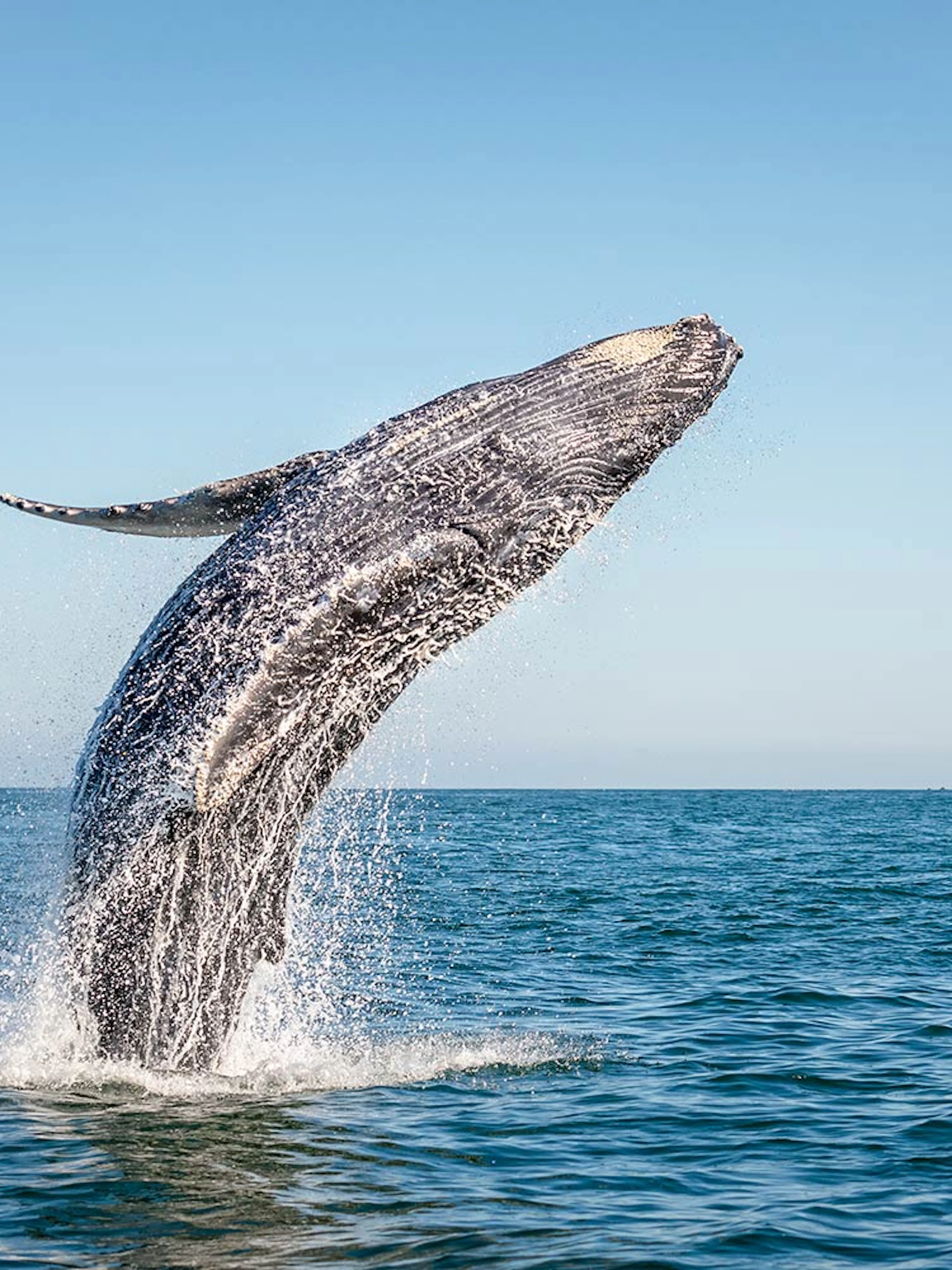 Humpback whale breaching in Jervis Bay.