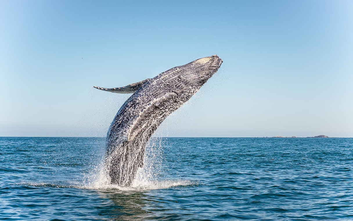 Humpback whale breaching in Jervis Bay.