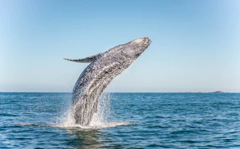Humpback whale breaching in Jervis Bay.