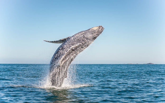 Humpback whale breaching in Jervis Bay.