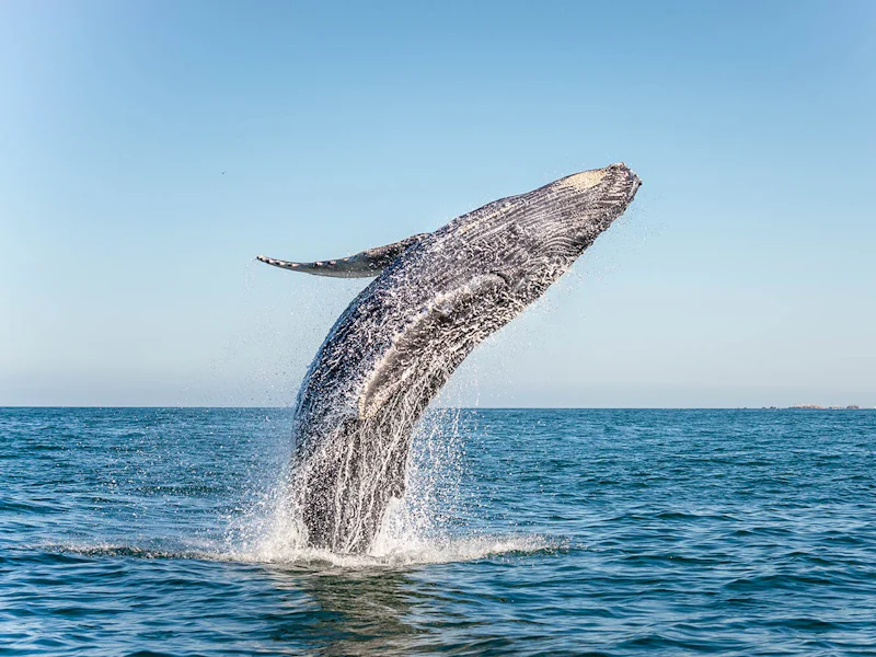 Jervis Bay Wild Whale Watching Cruise - Sydney