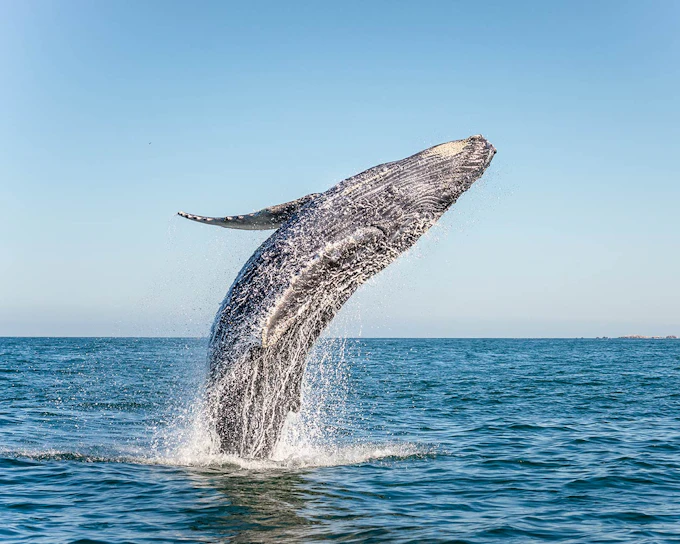 Jervis Bay Wild Whale Watching Cruise