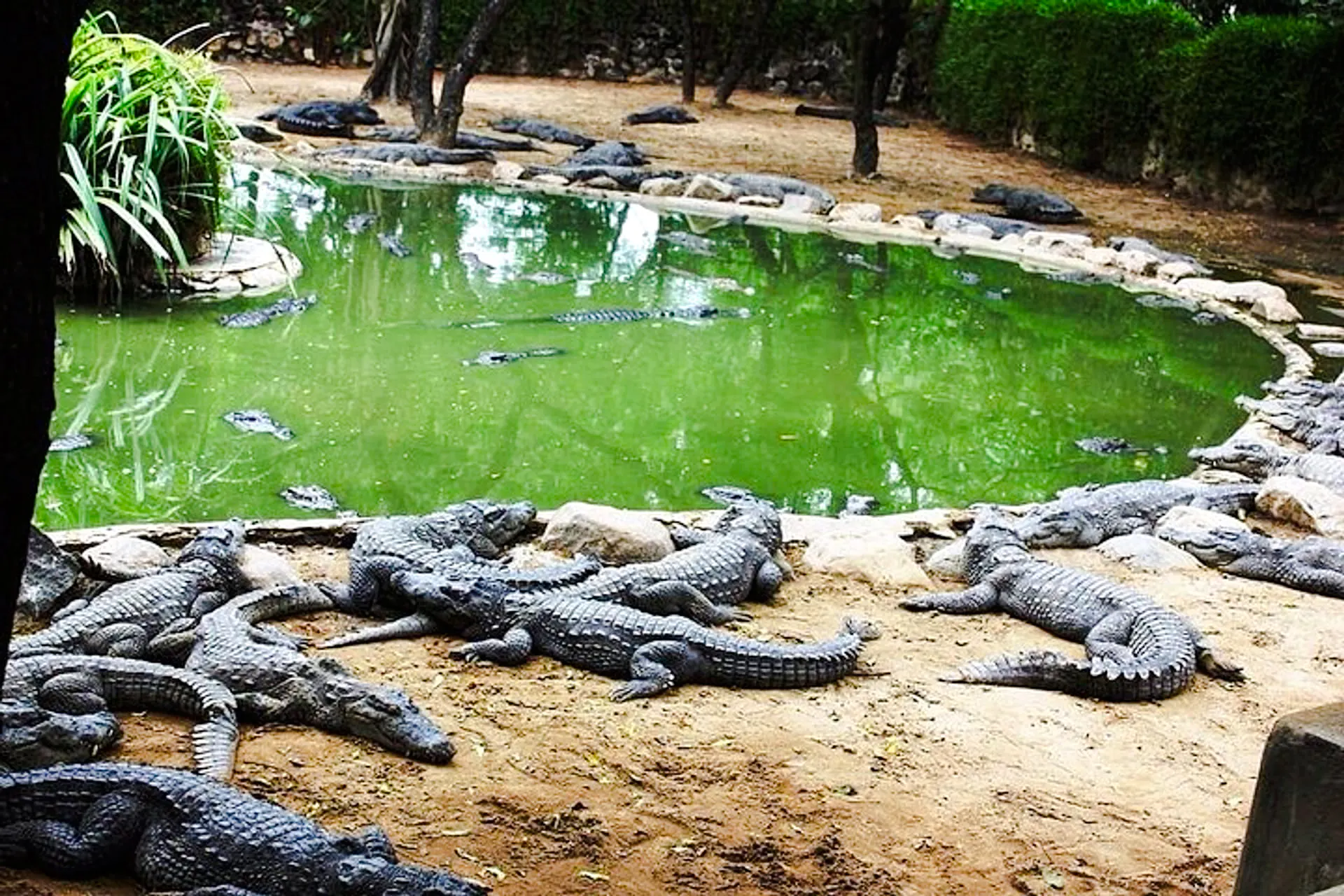 south mauritius private day trip: bois chéri tea factory & la vanille crocodile park with lunch-1