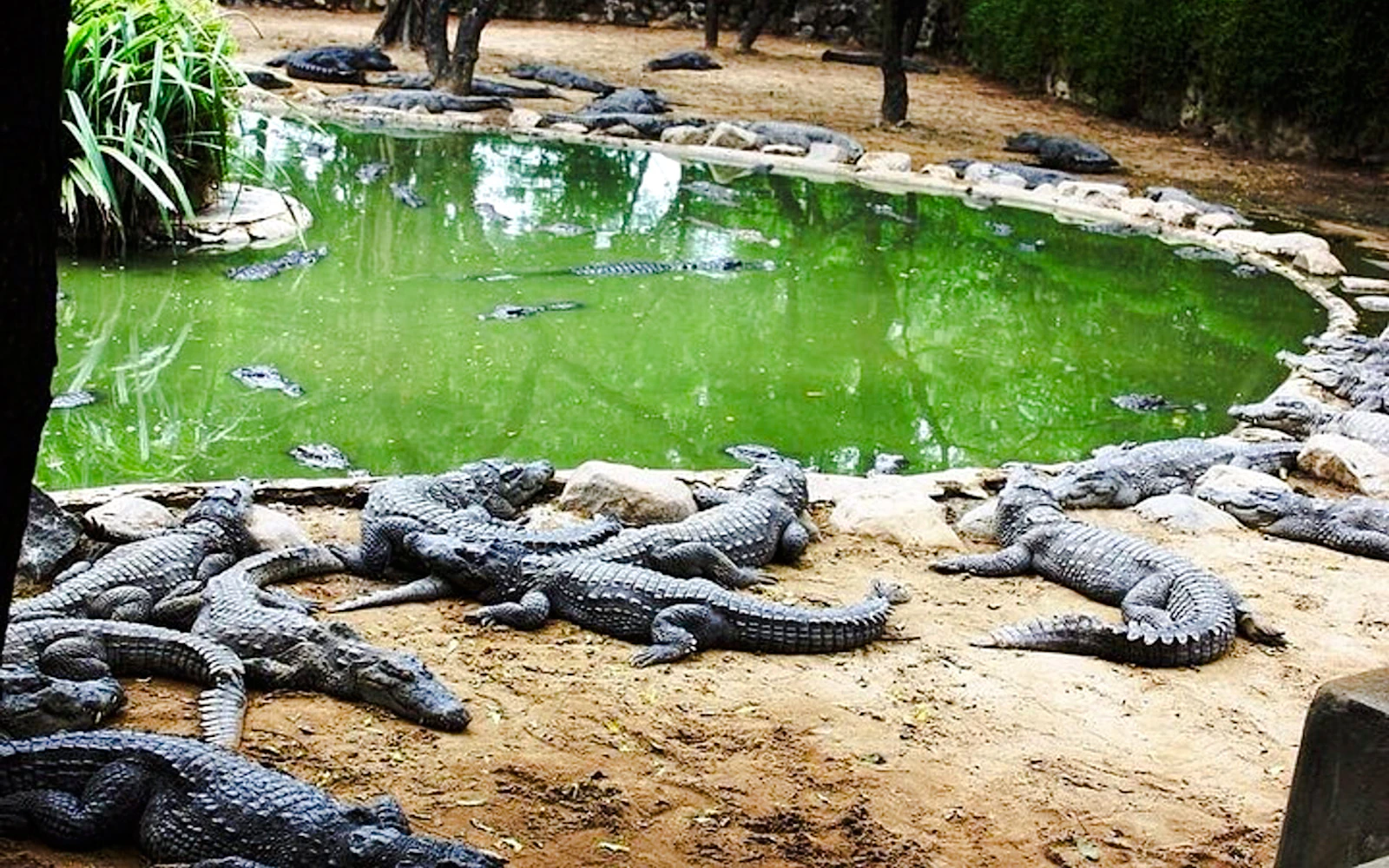 South Mauritius Private Day Trip: Bois Chéri Tea Factory & La Vanille Crocodile Park with Lunch