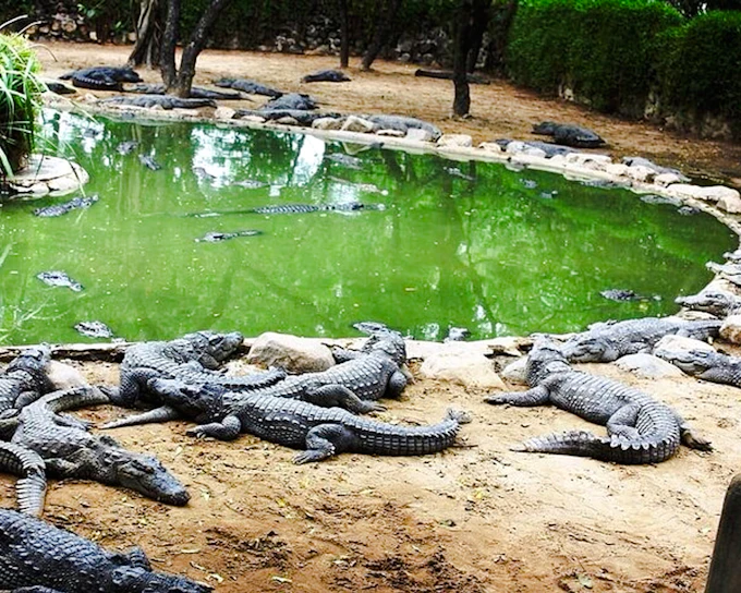 South Mauritius Private Day Trip: Bois Chéri Tea Factory & La Vanille Crocodile Park with Lunch