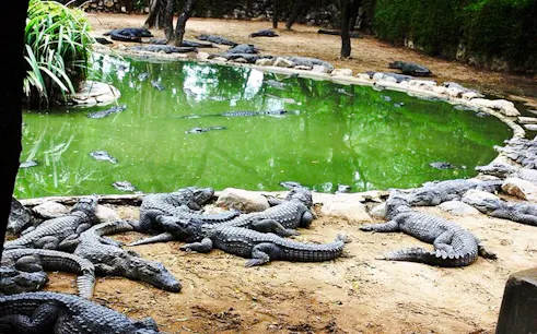 south mauritius private day trip: bois chéri tea factory & la vanille crocodile park with lunch-1