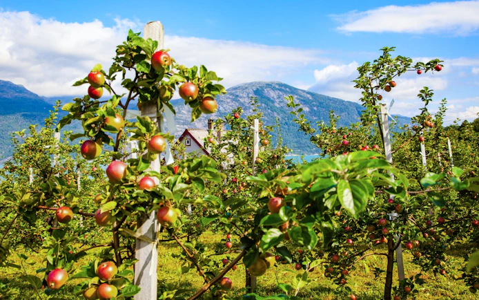 Apple trees in an orchard with mountains in Hardanger, Norway.