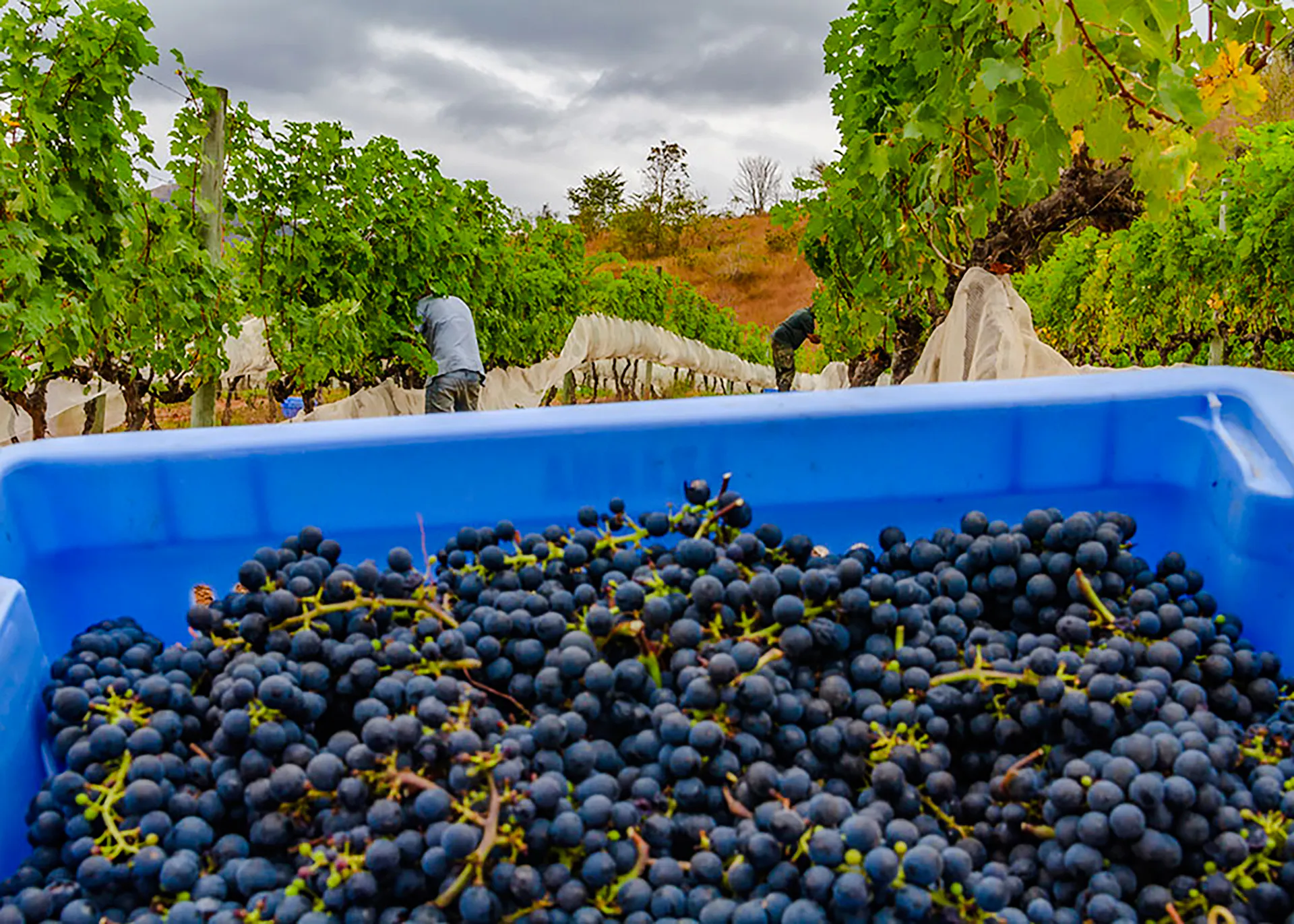 Grapes in a blue bin with workers harvesting in a vineyard, Rio de Janeiro.