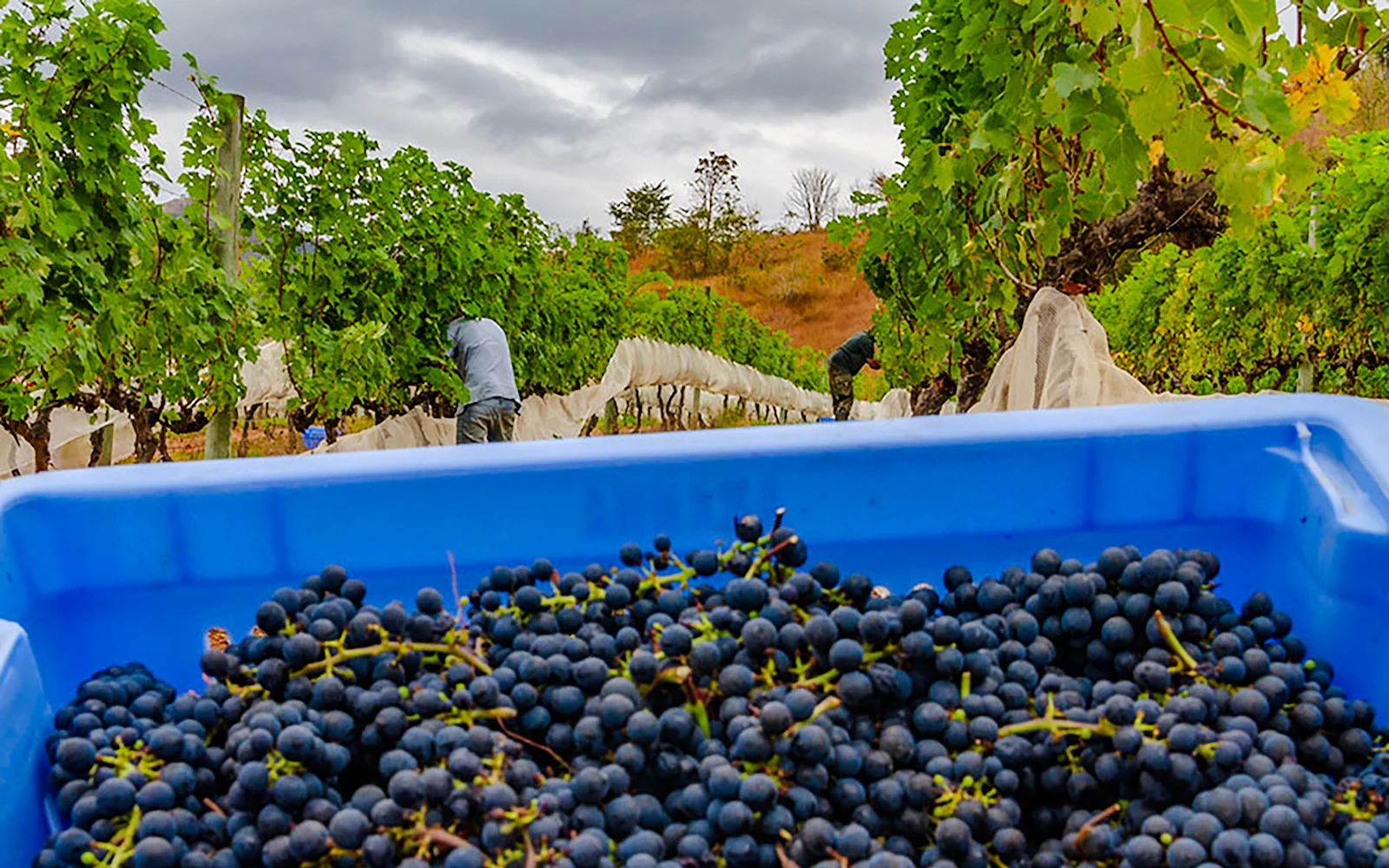 From Rio de Janeiro: Winery Tour with Wine Tasting and Round-Trip Hotel Transfers (Product 55922)
