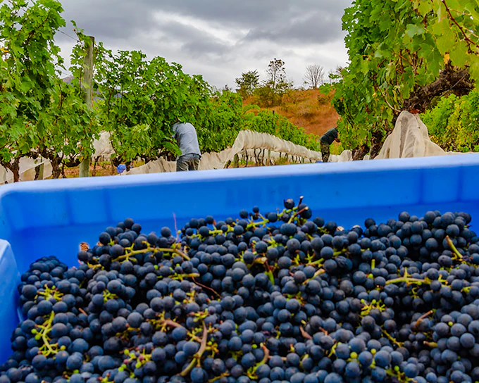 From Rio de Janeiro: Winery Tour with Wine Tasting and Round-Trip Hotel Transfers (Product 55922)
